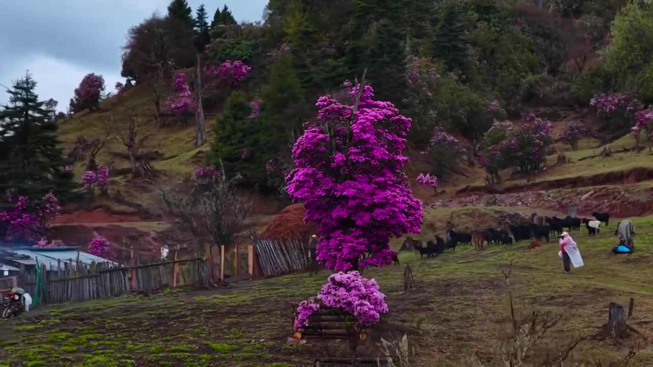 云南丽江格拉丹高山杜鹃视频素材画面3