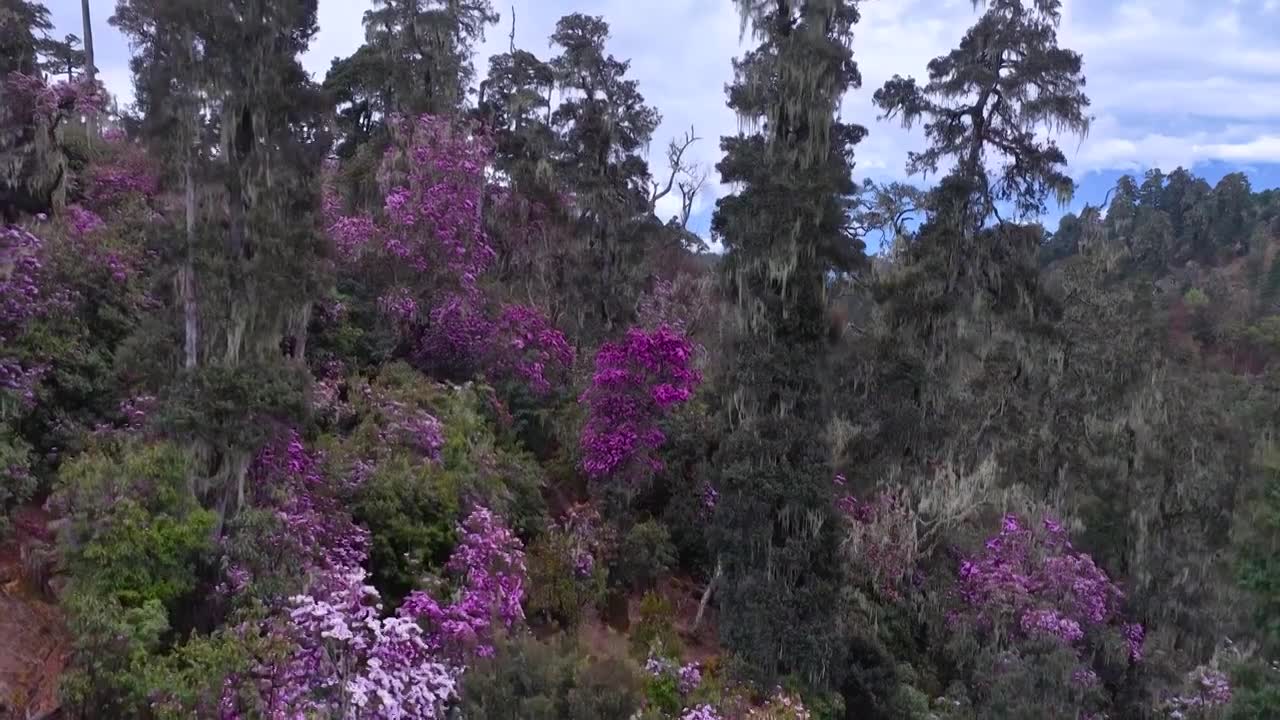 云南丽江格拉丹高山杜鹃视频素材画面1