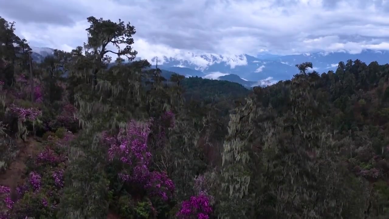 云南丽江格拉丹高山杜鹃视频素材画面3