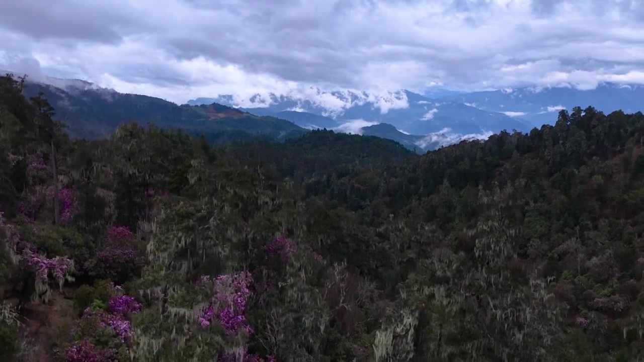 云南丽江格拉丹高山杜鹃视频素材画面4