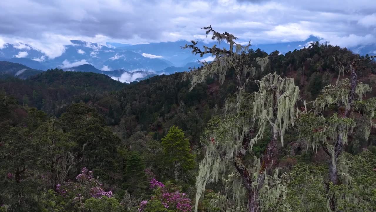 云南丽江格拉丹高山杜鹃视频素材画面1