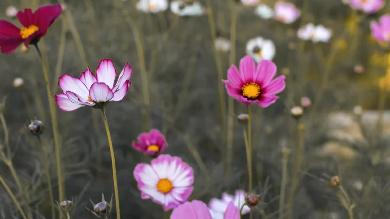 波斯菊与格桑花的动态特写视频素材画面1