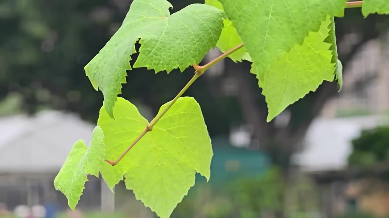 葡萄架上的葡萄视频素材画面1