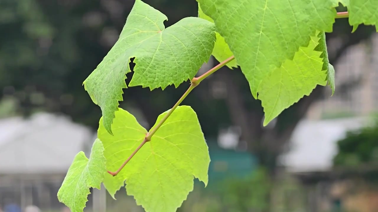 葡萄架上的葡萄视频素材画面3