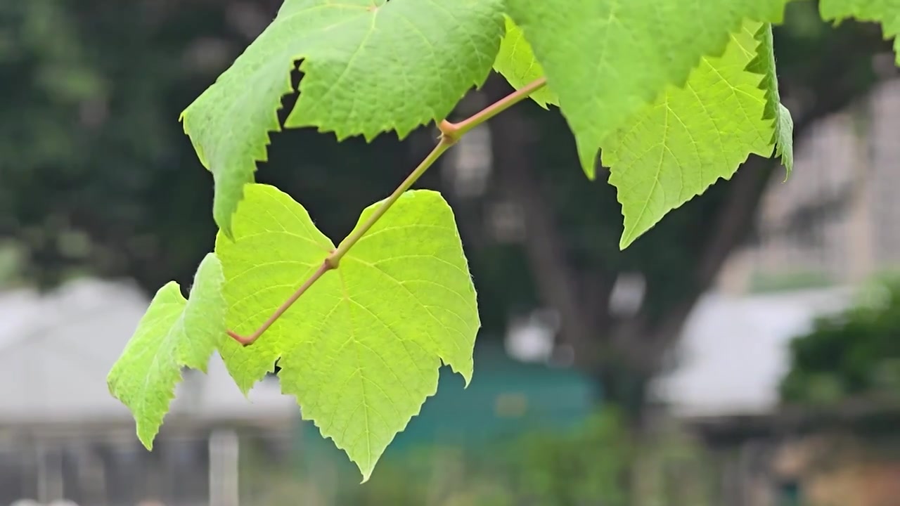 葡萄架上的葡萄视频素材画面4