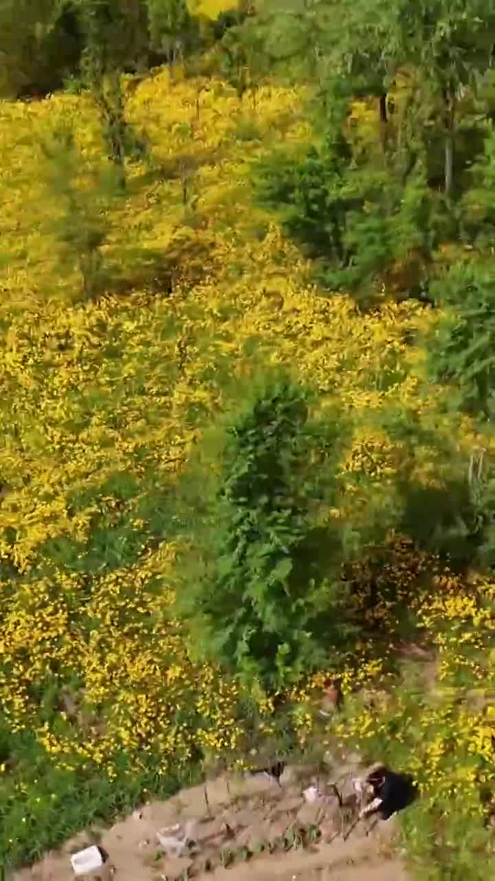 航拍济南卧牛山视频素材画面1