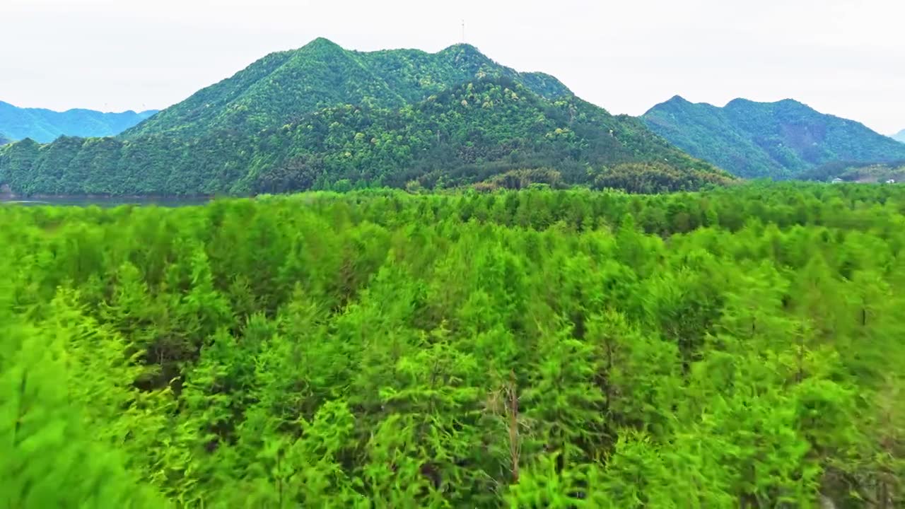 皖南川藏线落羽杉湿地公园景区视频素材画面1