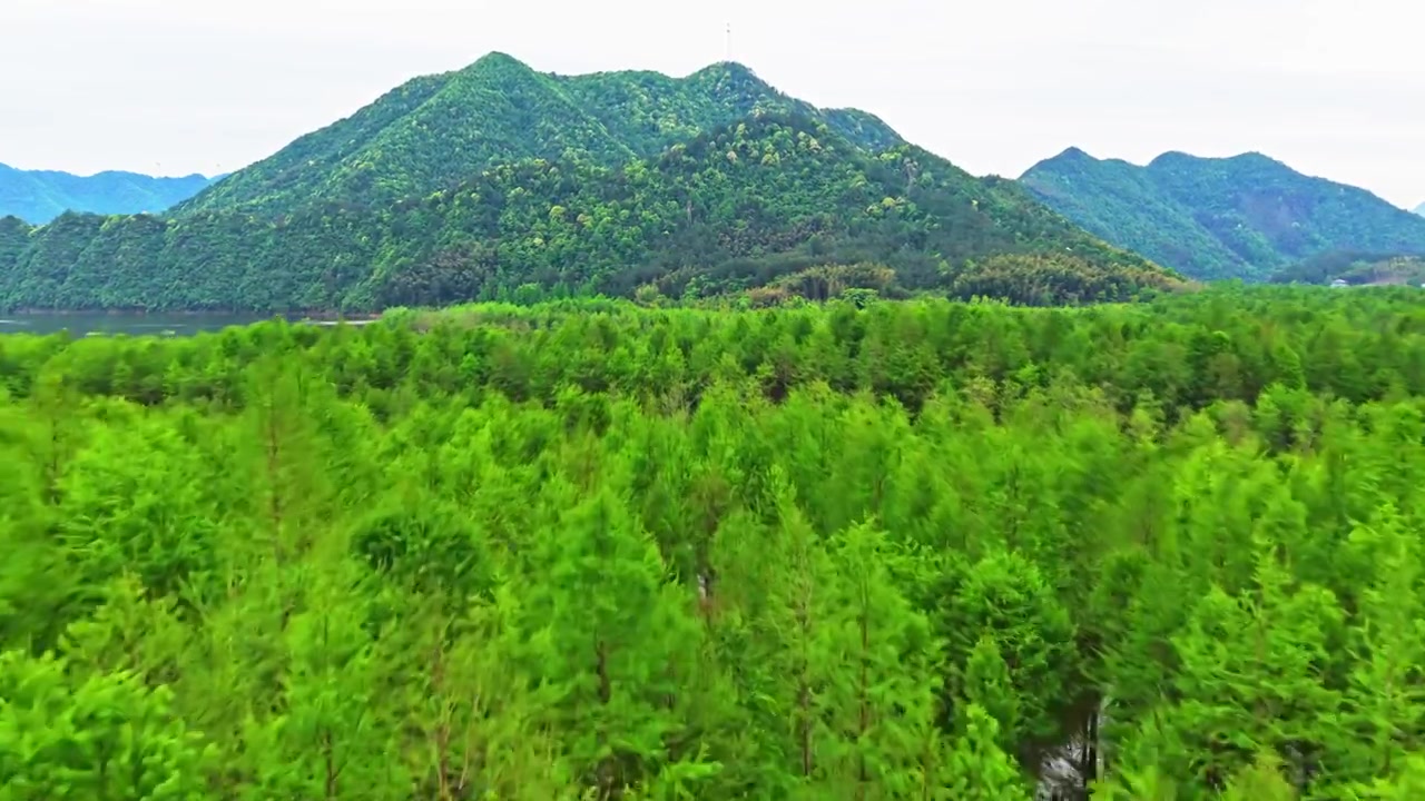 皖南川藏线落羽杉湿地公园景区视频素材画面3