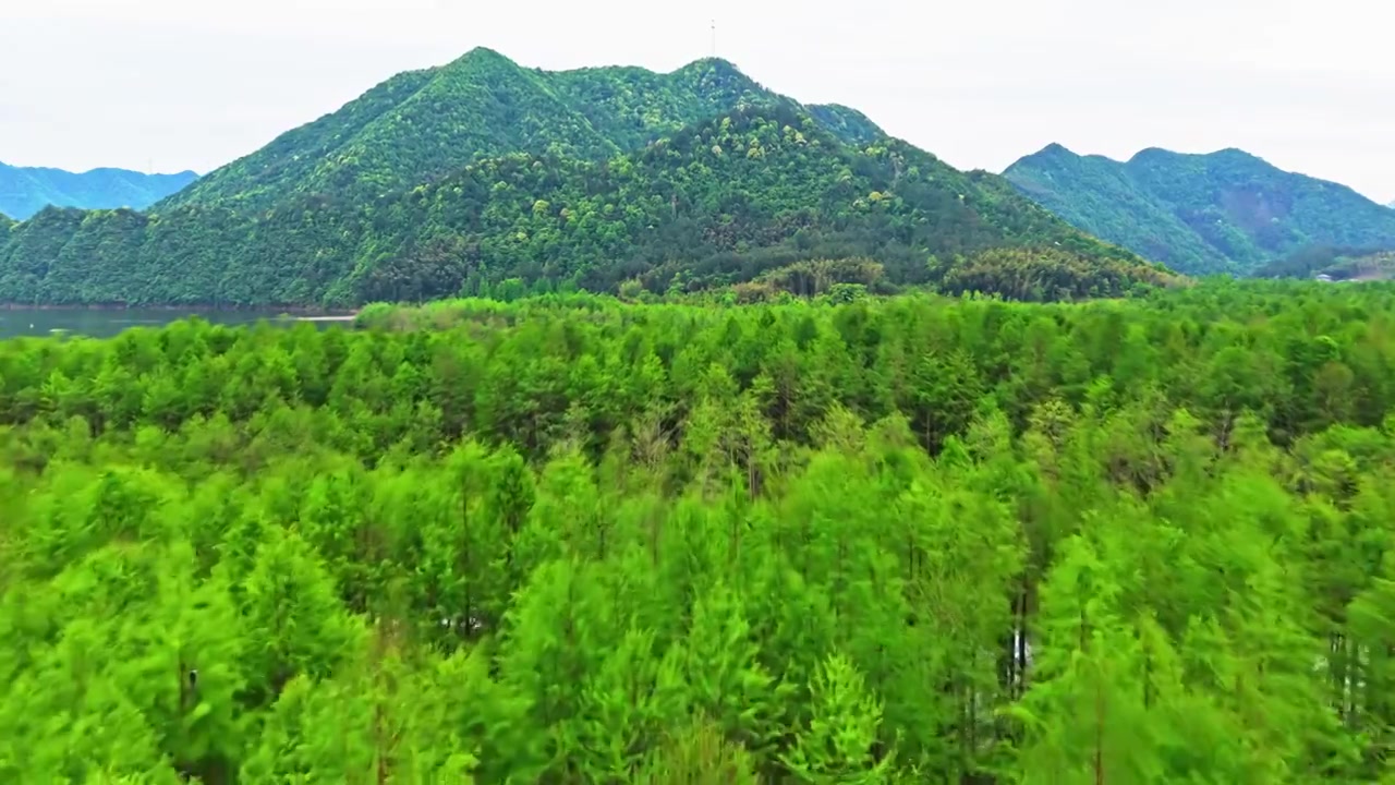 皖南川藏线落羽杉湿地公园景区视频素材画面4