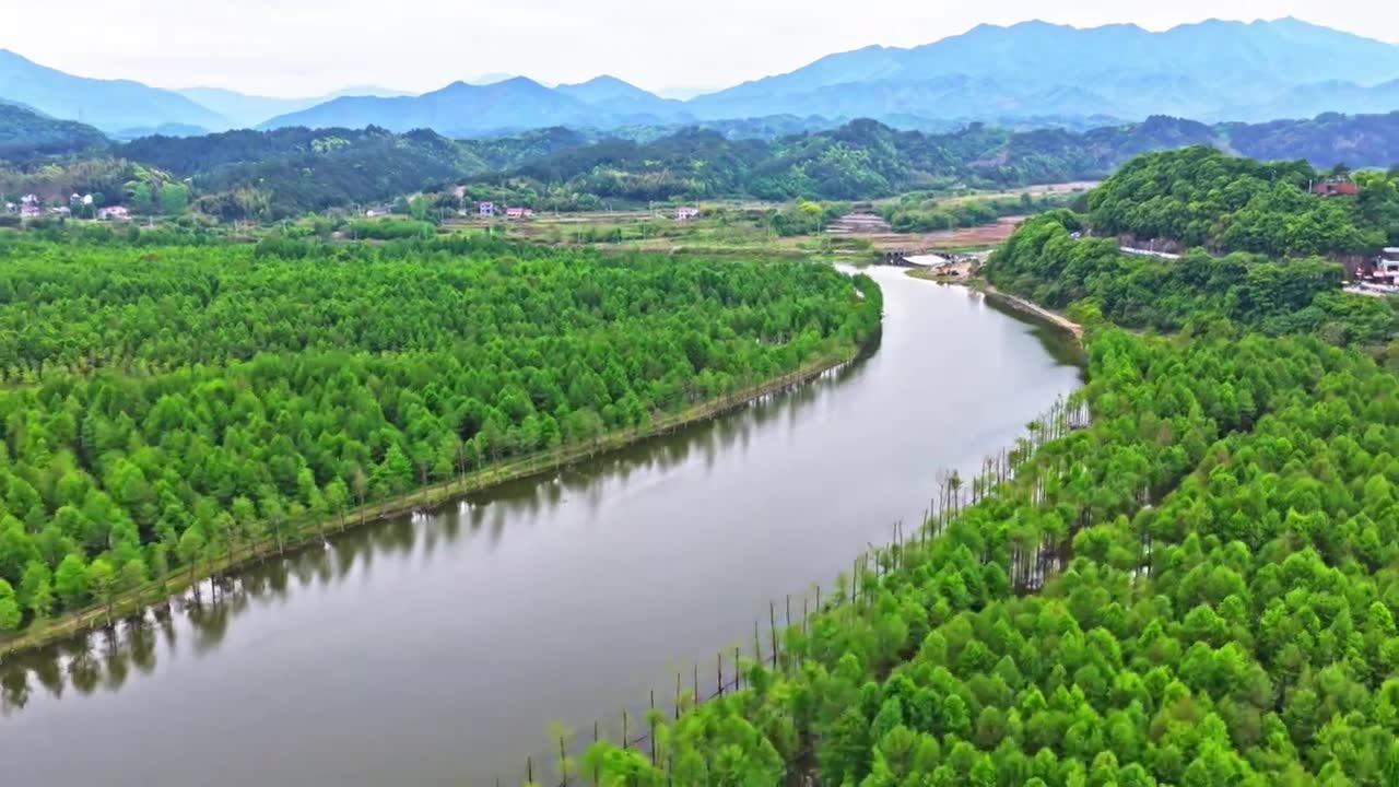 皖南川藏线落羽杉湿地公园景区视频素材画面1