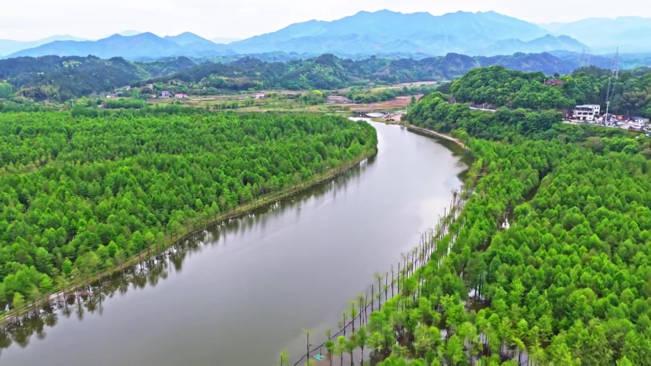 皖南川藏线落羽杉湿地公园景区视频素材画面3