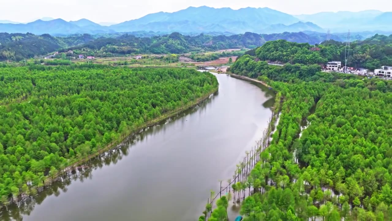 皖南川藏线落羽杉湿地公园景区视频素材画面4