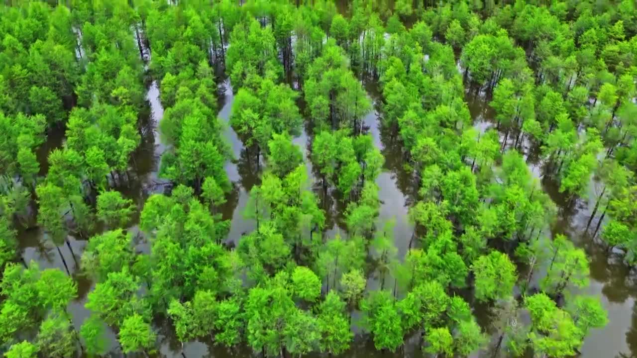 皖南川藏线落羽杉湿地公园景区视频素材画面1