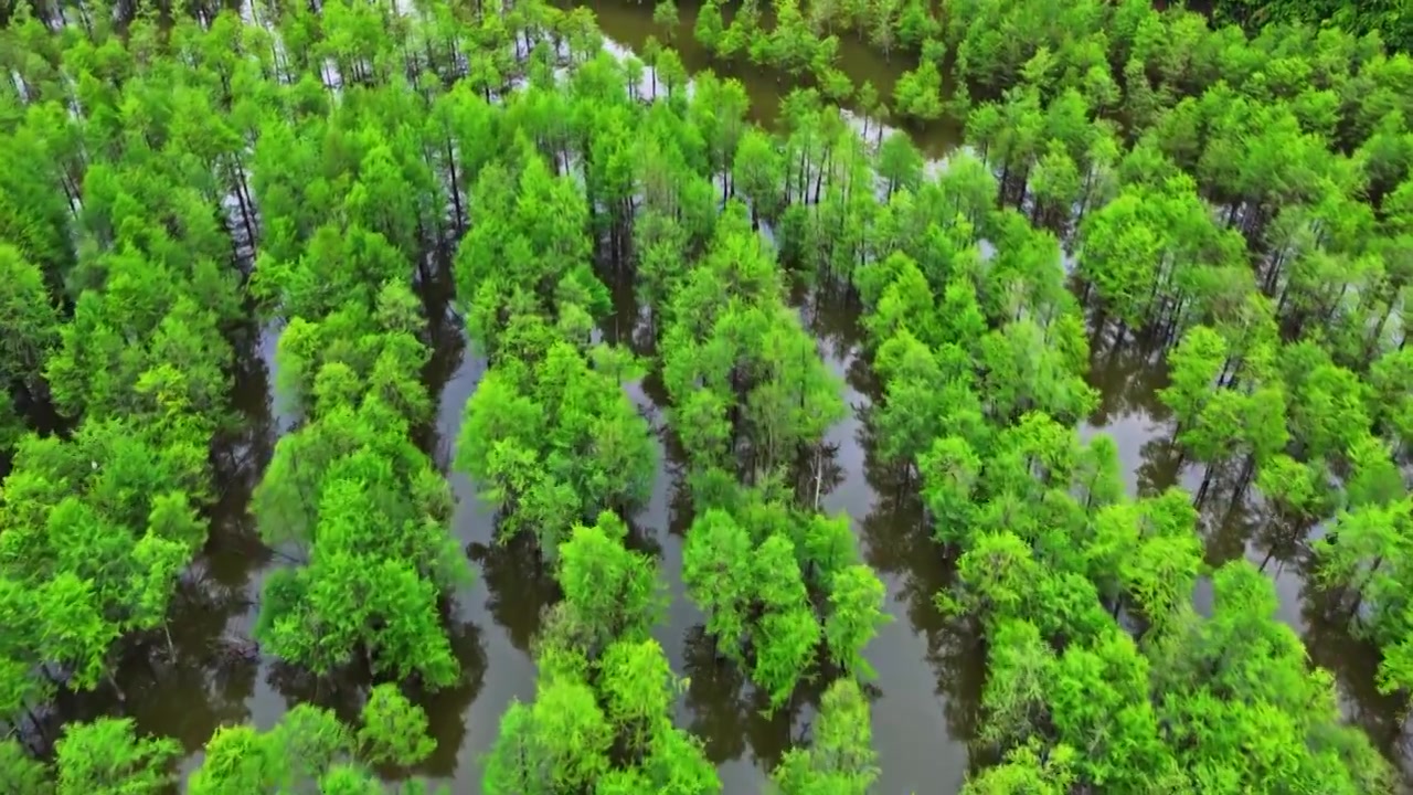 皖南川藏线落羽杉湿地公园景区视频素材画面3