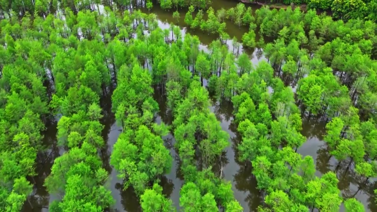 皖南川藏线落羽杉湿地公园景区视频素材画面4