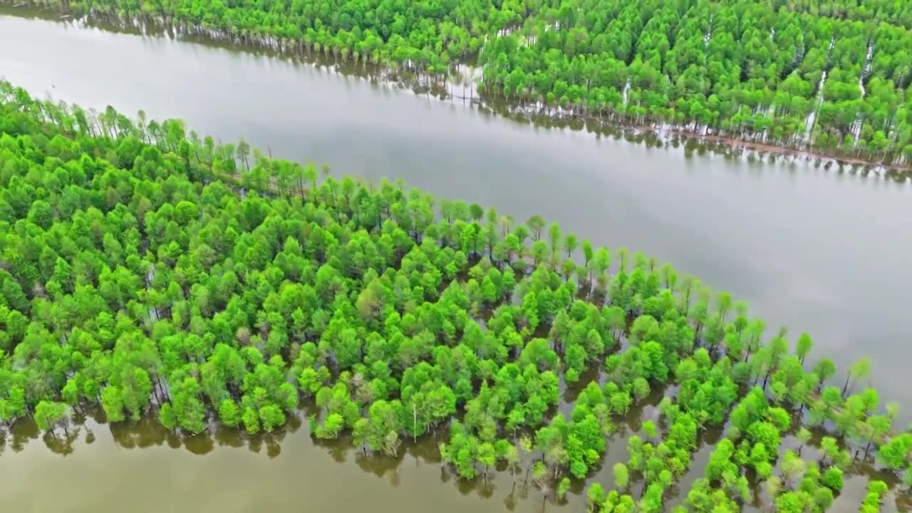 皖南川藏线落羽杉湿地公园景区视频素材画面1