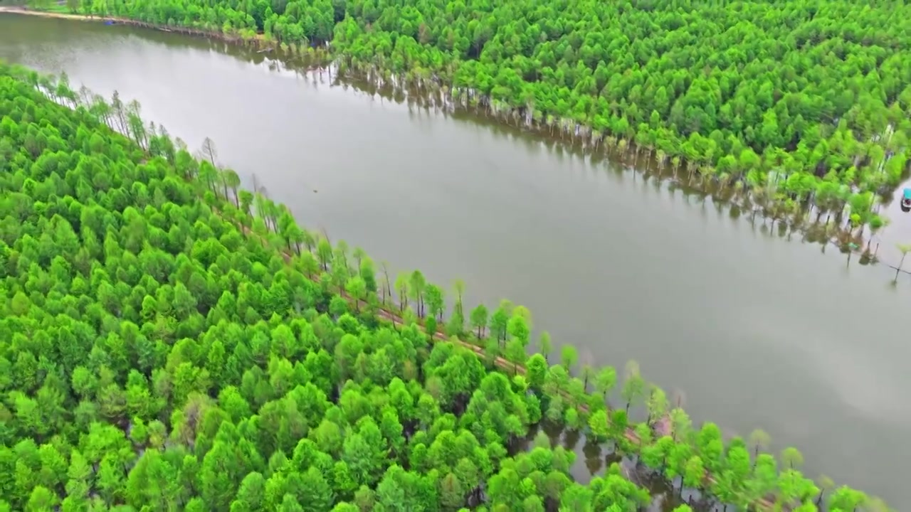 皖南川藏线落羽杉湿地公园景区视频素材画面3