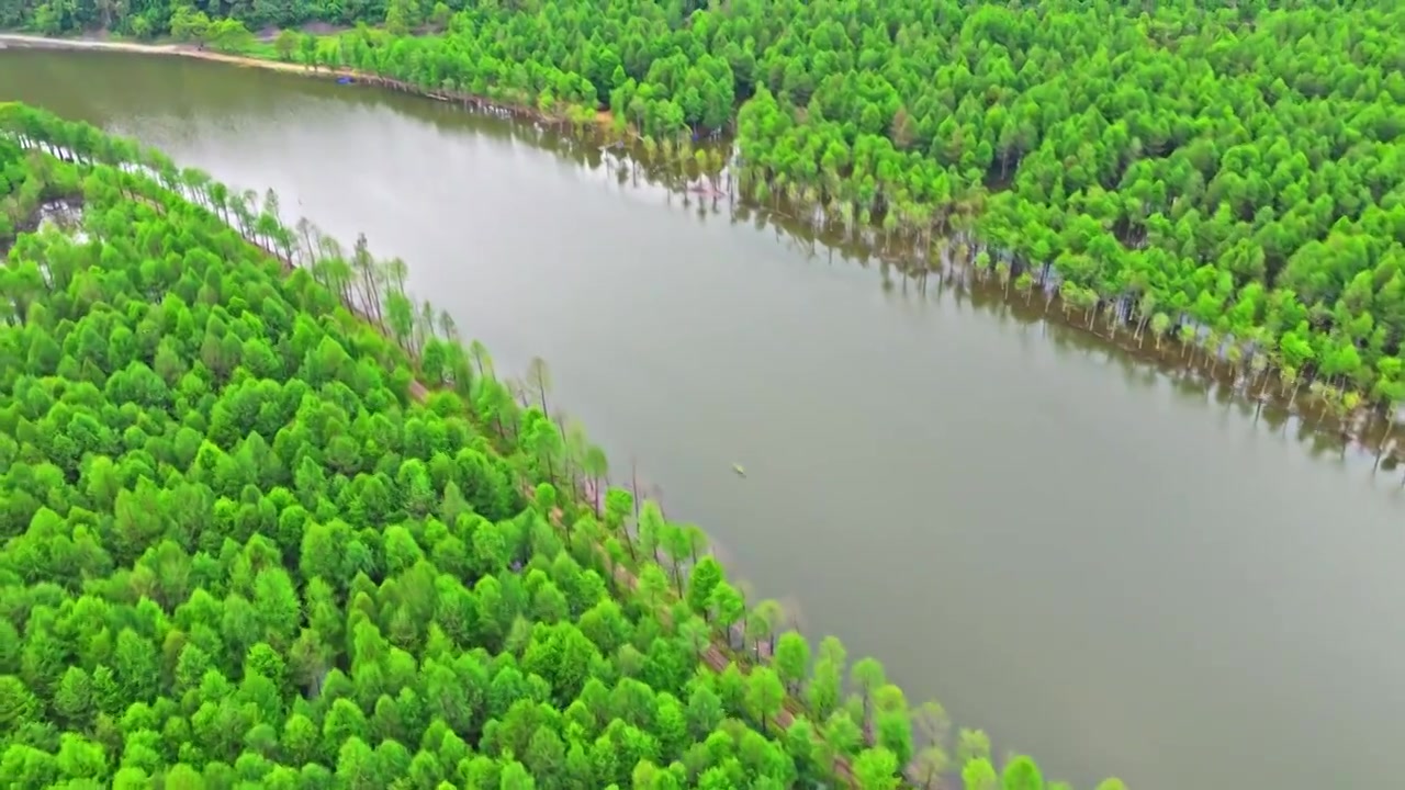 皖南川藏线落羽杉湿地公园景区视频素材画面4