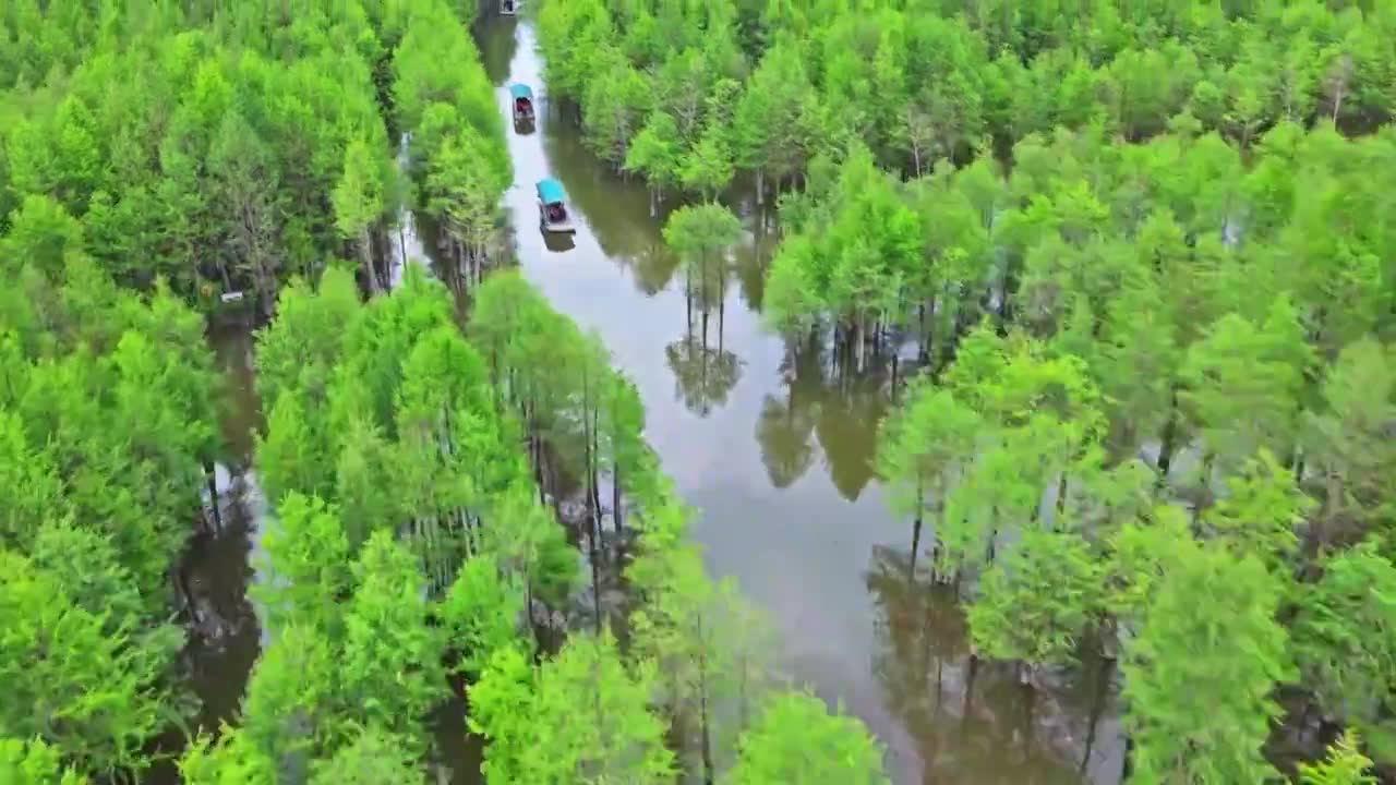 皖南川藏线落羽杉湿地公园景区视频素材画面1