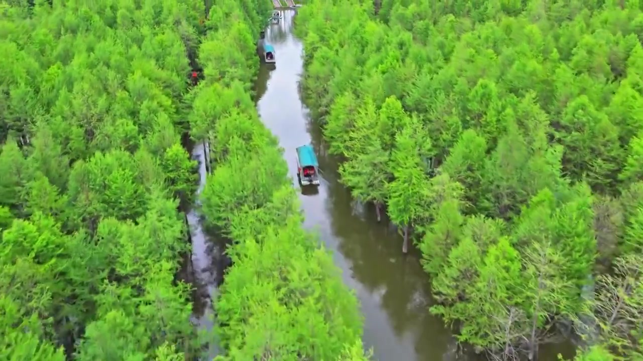 皖南川藏线落羽杉湿地公园景区视频素材画面4