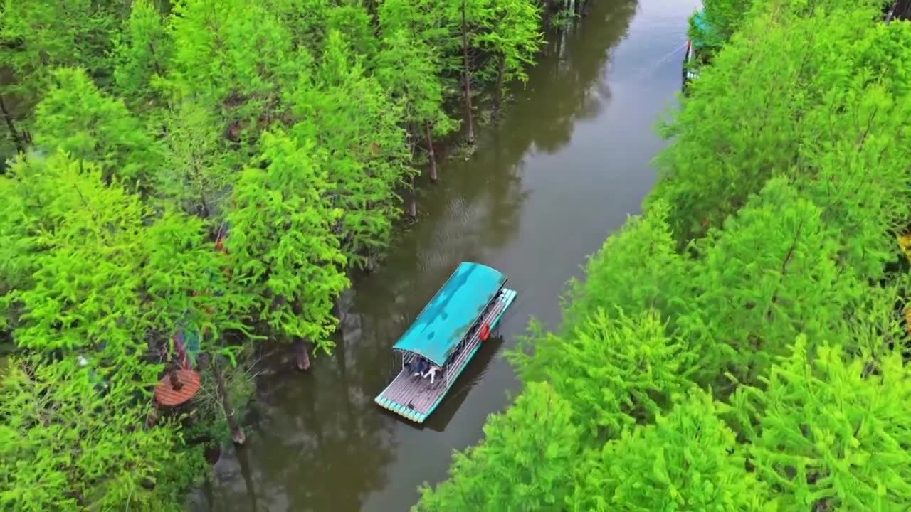 皖南川藏线落羽杉湿地公园景区视频素材画面1