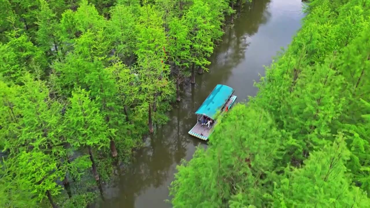 皖南川藏线落羽杉湿地公园景区视频素材画面4