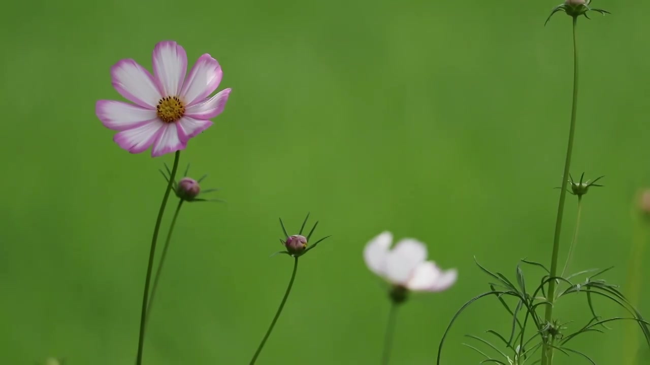 摇曳的格桑花特写空镜视频素材画面1