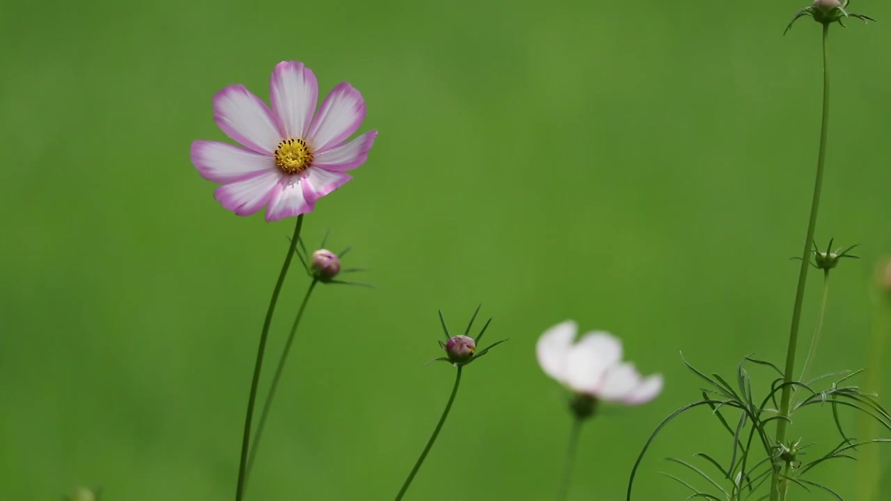 摇曳的格桑花特写空镜视频素材画面3
