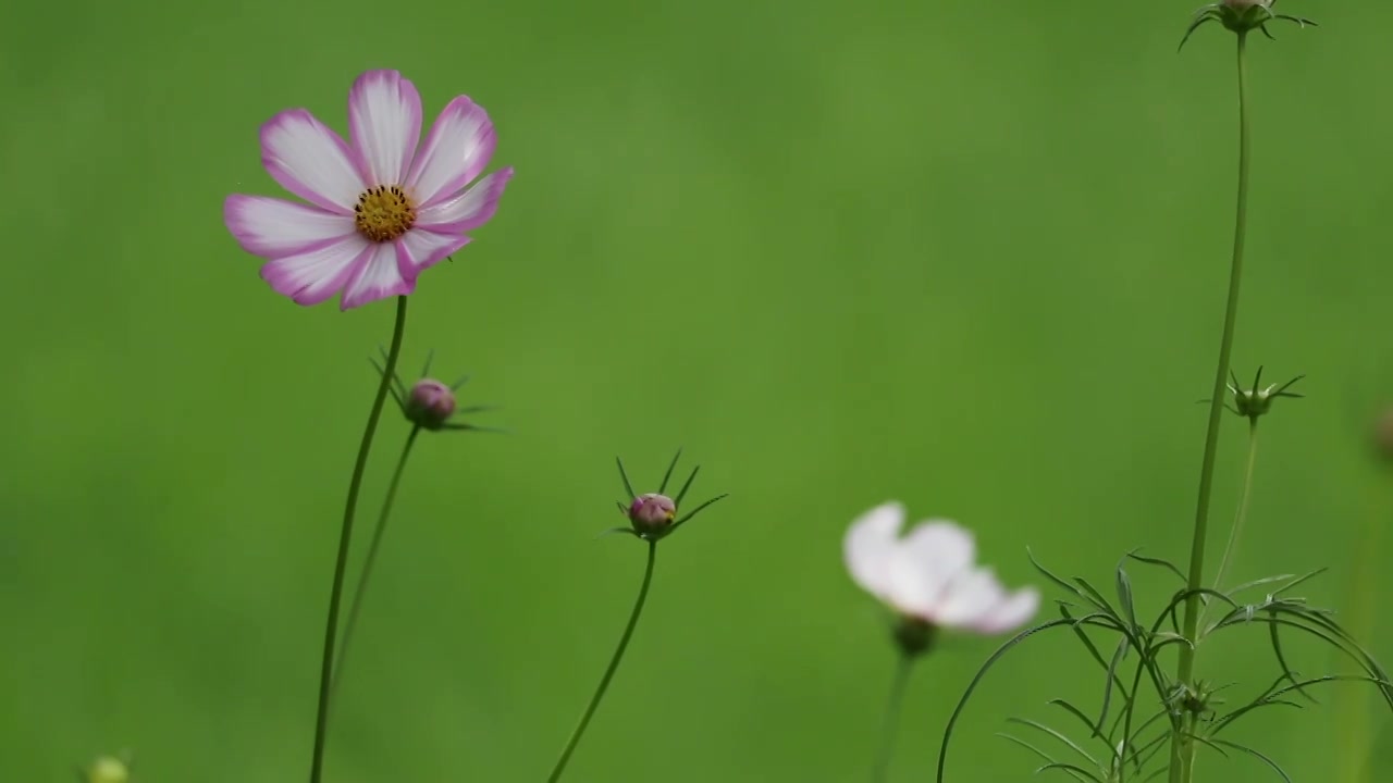 摇曳的格桑花特写空镜视频素材画面4