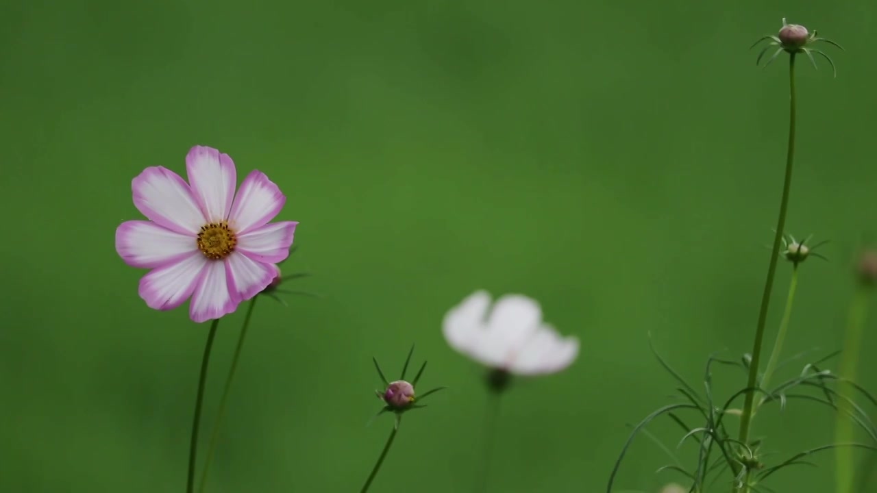 摇曳的格桑花特写空镜视频素材画面1