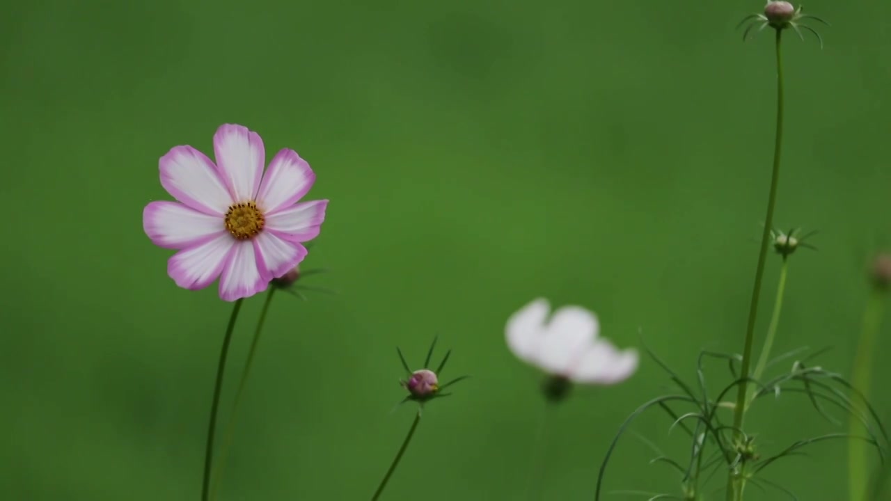 摇曳的格桑花特写空镜视频素材画面3