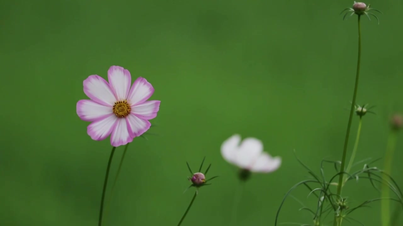 摇曳的格桑花特写空镜视频素材画面4