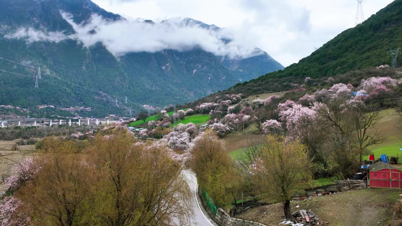 西藏波密318国道川藏线 春季桃花盛开视频素材画面1