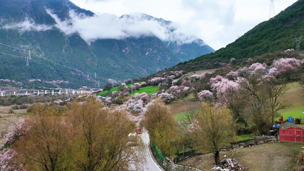 西藏波密318国道川藏线 春季桃花盛开视频素材画面3