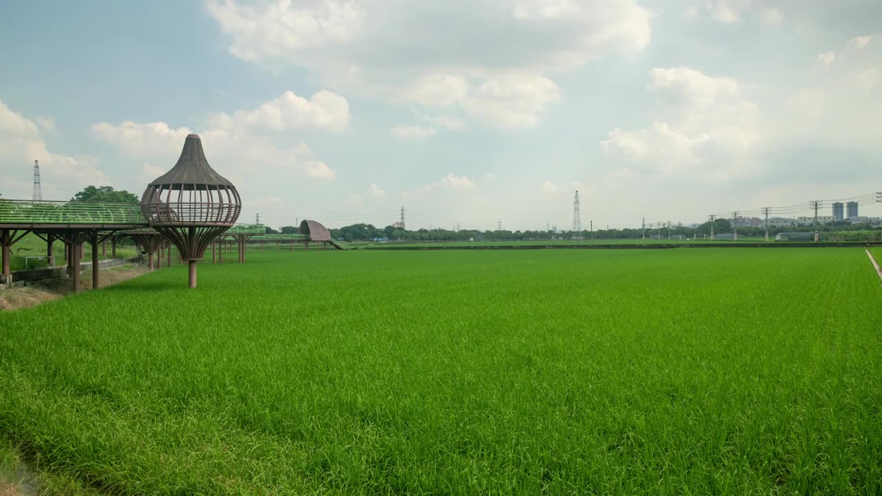 东莞周屋白露节气稻田景观视频素材画面1
