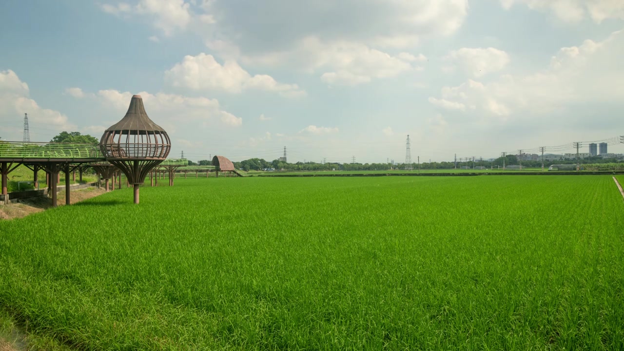 东莞周屋白露节气稻田景观视频素材画面3