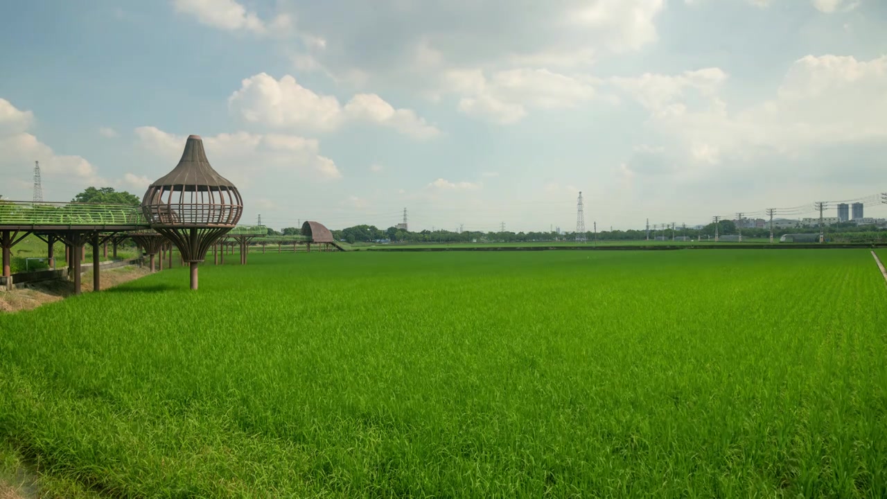 东莞周屋白露节气稻田景观视频素材画面4