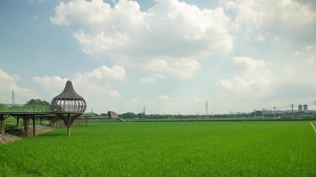 东莞周屋白露节气稻田景观视频素材画面1