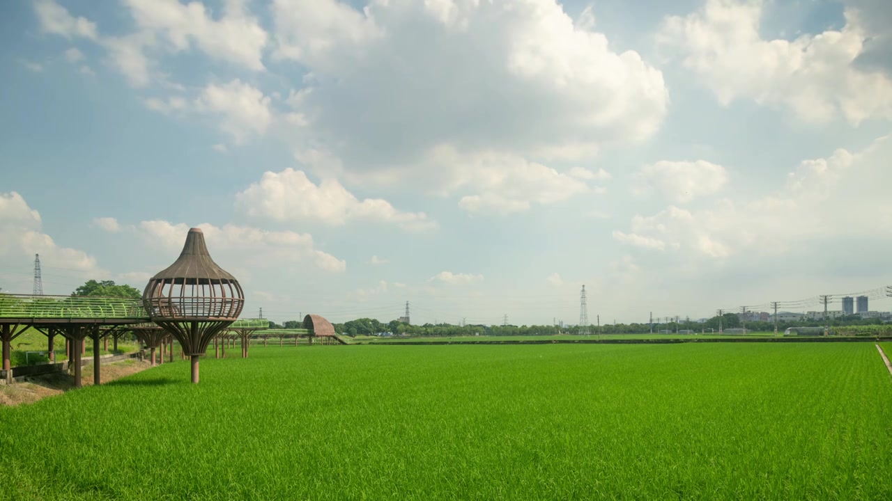 东莞周屋白露节气稻田景观视频素材画面3
