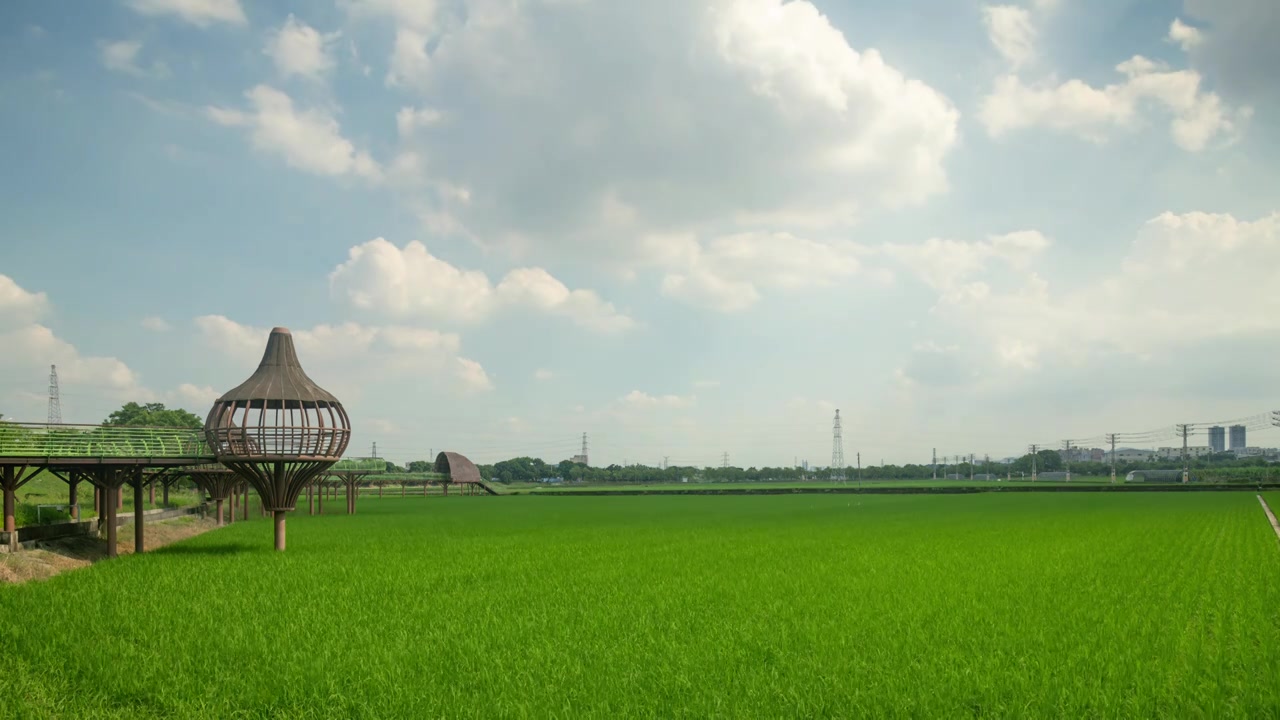 东莞周屋白露节气稻田景观视频素材画面4