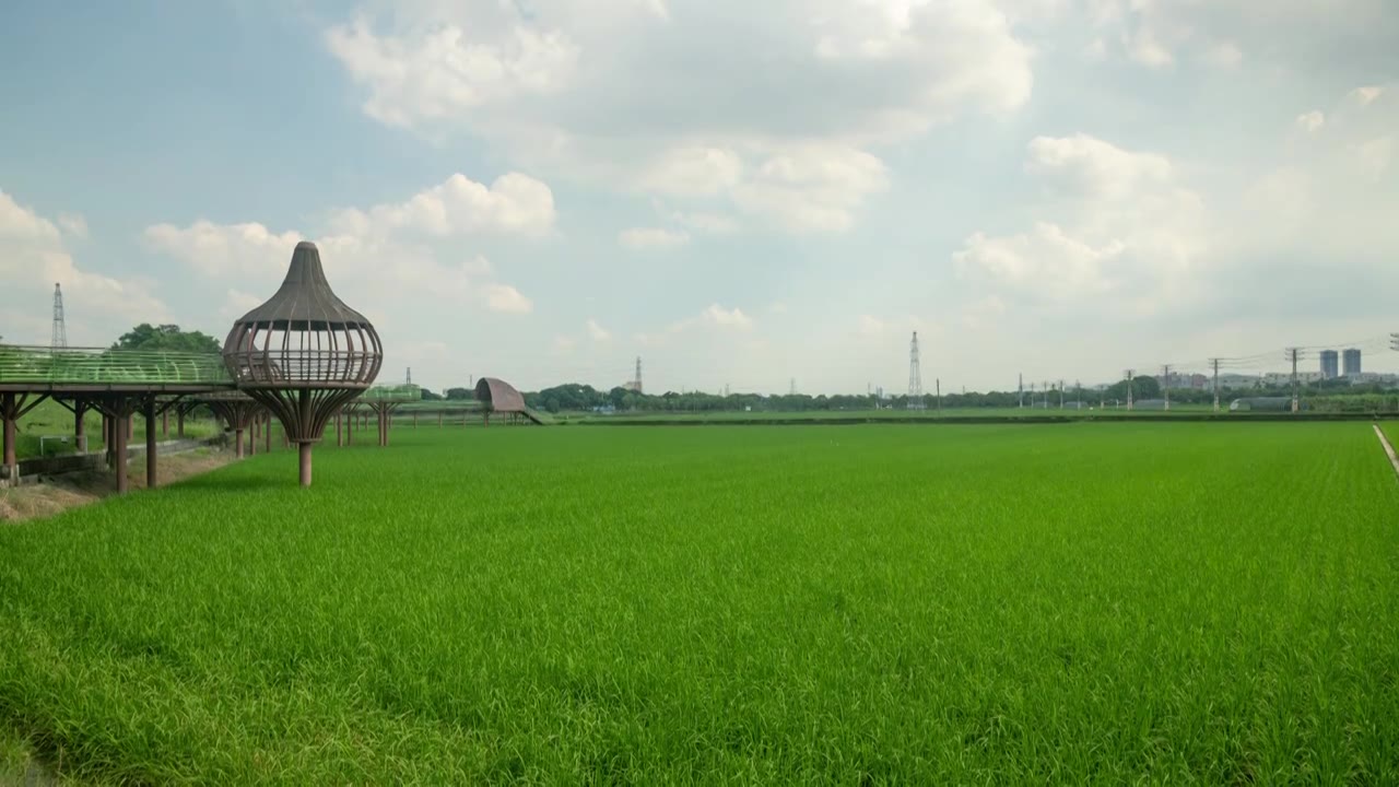 东莞周屋白露节气稻田景观视频素材画面1