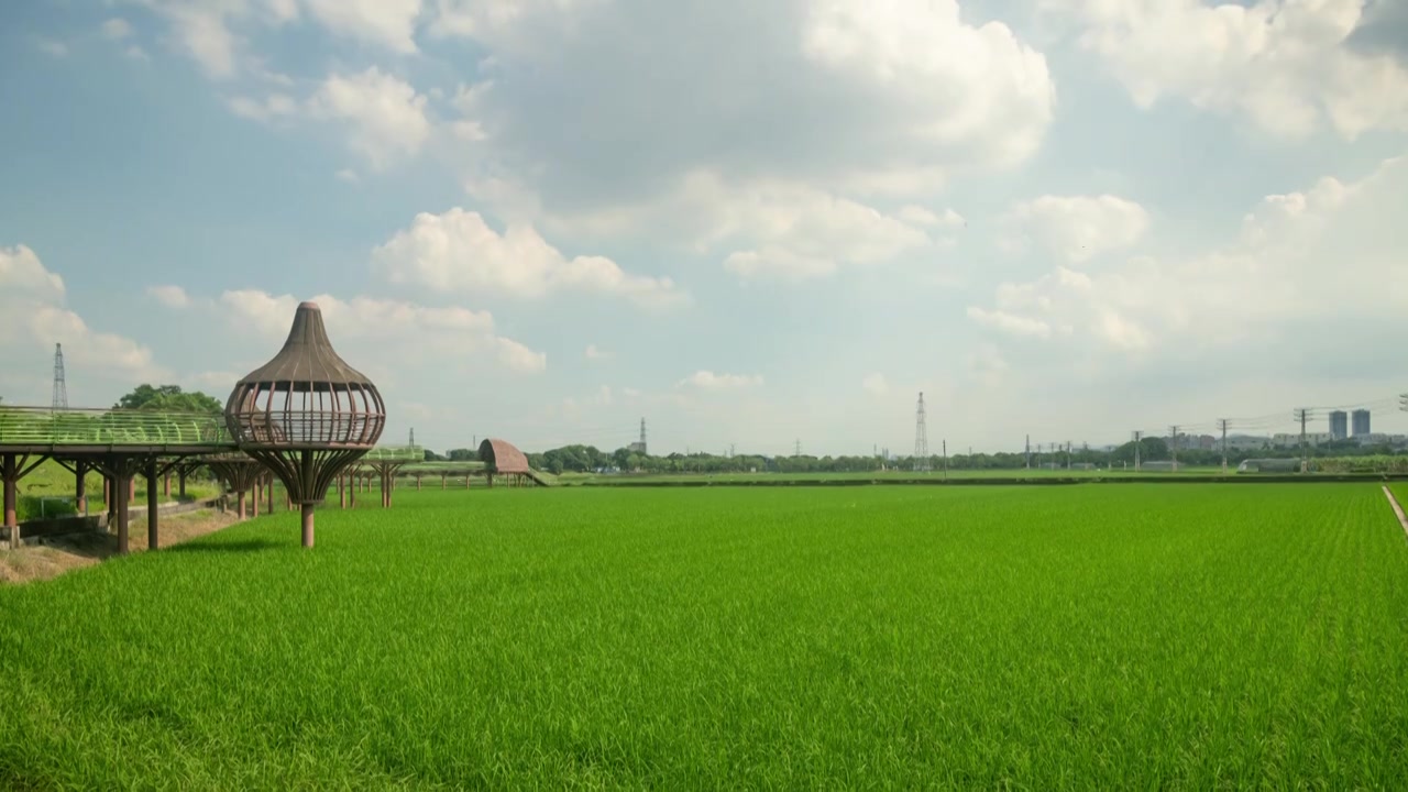 东莞周屋白露节气稻田景观视频素材画面3