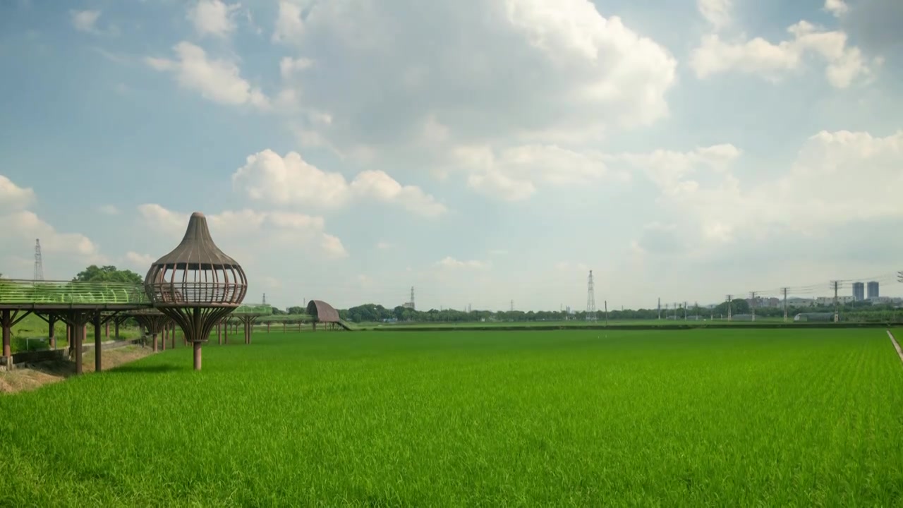东莞周屋白露节气稻田景观视频素材画面4