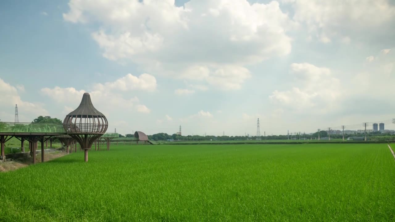东莞周屋白露节气稻田景观视频素材画面1