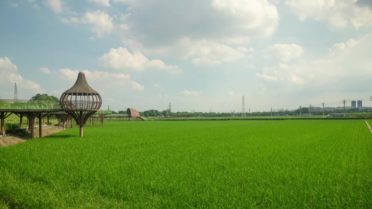 东莞周屋白露节气稻田景观视频素材画面3