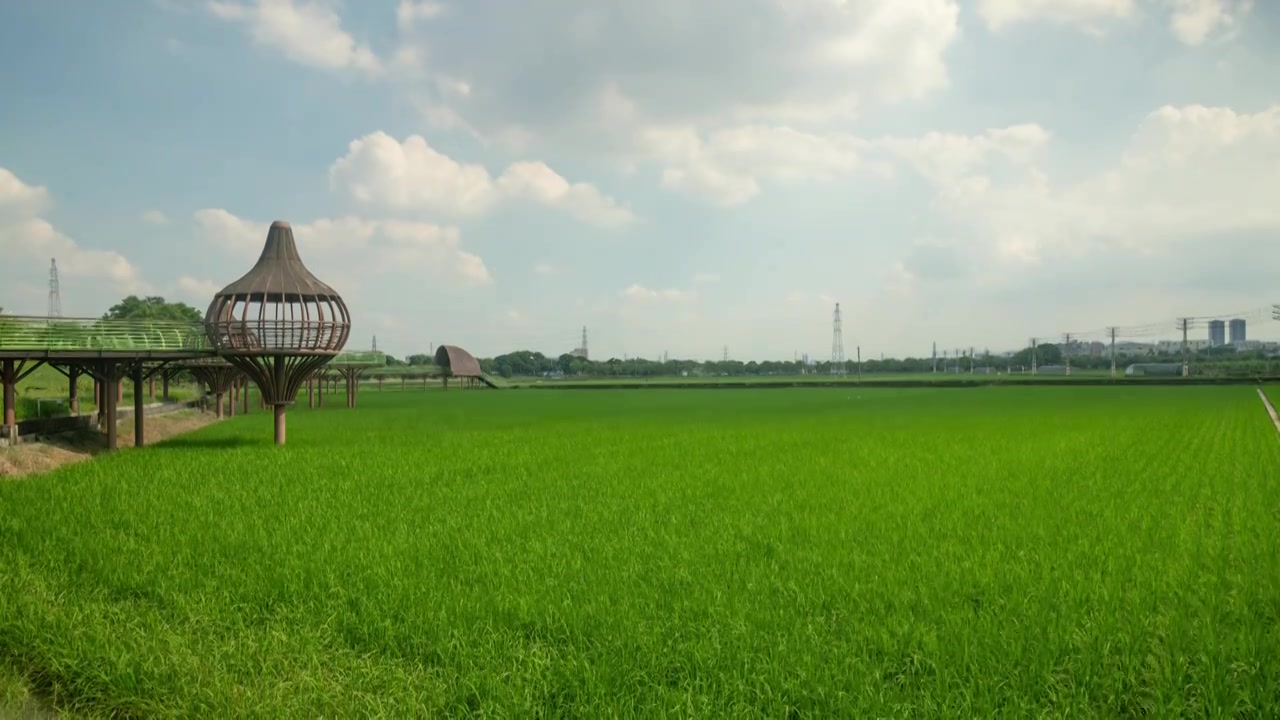 东莞周屋白露节气稻田景观视频素材画面4