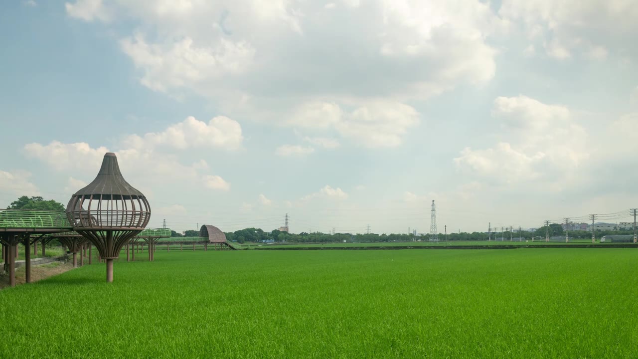 东莞周屋白露节气稻田景观视频素材画面1