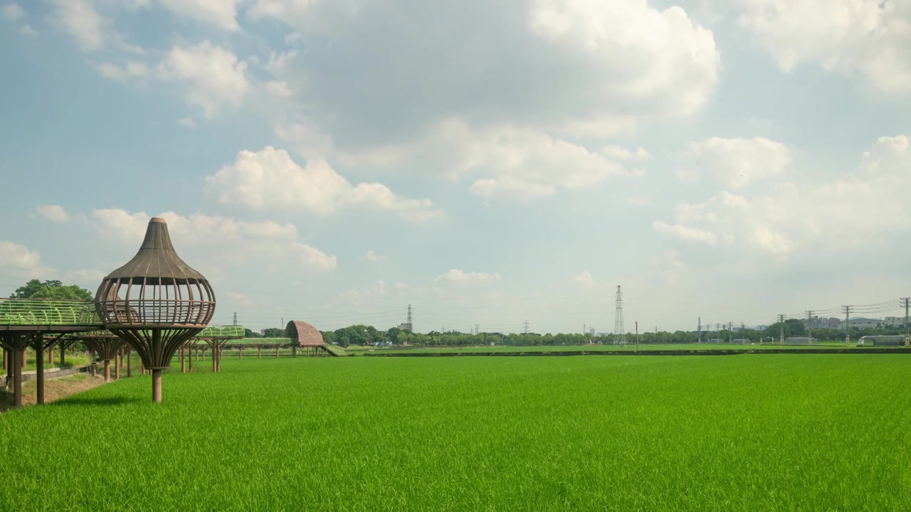 东莞周屋白露节气稻田景观视频素材画面3