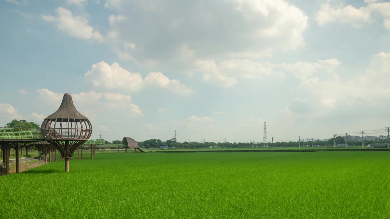 东莞周屋白露节气稻田景观视频素材画面4