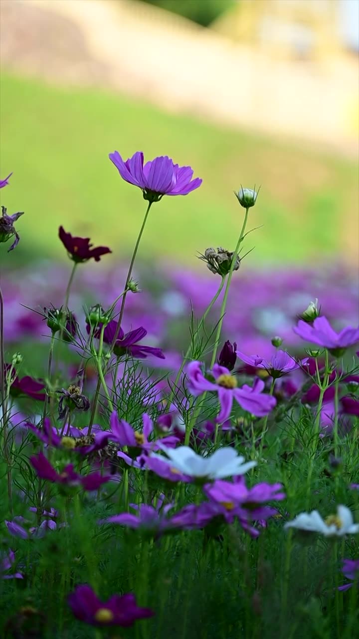 格桑花视频素材画面1